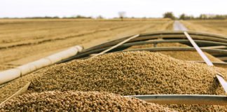 USDA update on US Soy restricted movement to China