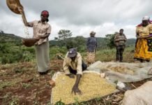 Feed raw material tax waiver makes feed costs cheaper in East Africa
