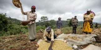 Feed raw material tax waiver makes feed costs cheaper in East Africa