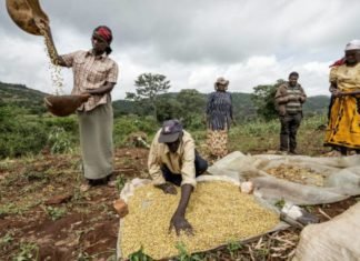 Feed raw material tax waiver makes feed costs cheaper in East Africa