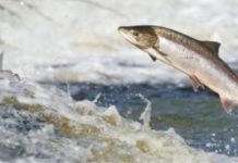 Scientists discovered a new method to trace protein sources of Salmon