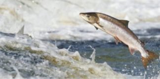 Scientists discovered a new method to trace protein sources of Salmon
