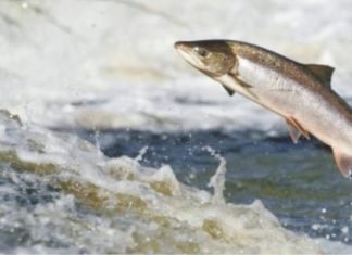Scientists discovered a new method to trace protein sources of Salmon