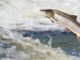 Scientists discovered a new method to trace protein sources of Salmon