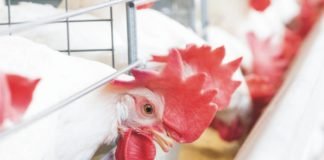 Feed Management in Layers