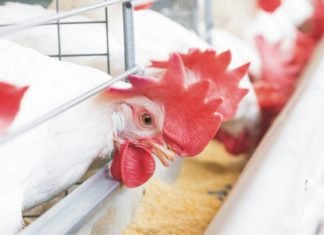 Feed Management in Layers