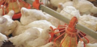Importance of precise amino acids requirement in broiler production