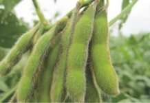 Vietnam to increase soybean imports 15% in 2018/19: USDA