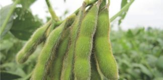 Vietnam to increase soybean imports 15% in 2018/19: USDA
