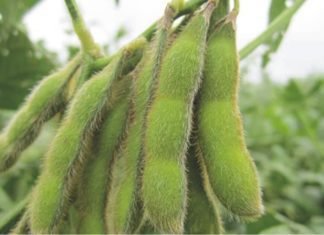 Vietnam to increase soybean imports 15% in 2018/19: USDA