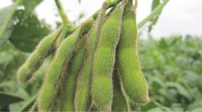 Vietnam to increase soybean imports 15% in 2018/19: USDA