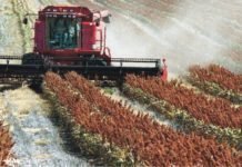 China Reopens for US Sorghum