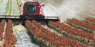 China Reopens for US Sorghum