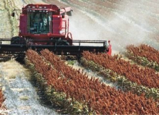 China Reopens for US Sorghum
