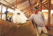 Seaweed supplementation may reduce methane emission in dairy cattle