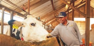 Seaweed supplementation may reduce methane emission in dairy cattle