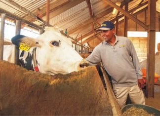 Seaweed supplementation may reduce methane emission in dairy cattle