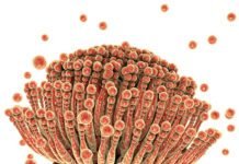 Feed Mycotoxin Binders Market to witness commendable progressions in coming years