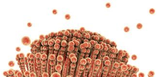 Feed Mycotoxin Binders Market to witness commendable progressions in coming years