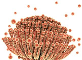 Feed Mycotoxin Binders Market to witness commendable progressions in coming years