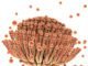 Feed Mycotoxin Binders Market to witness commendable progressions in coming years