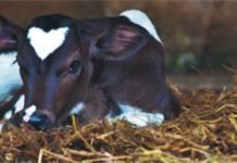 Importance of early calf nutrition on its health, production and reproduction