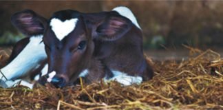 Importance of early calf nutrition on its health, production and reproduction