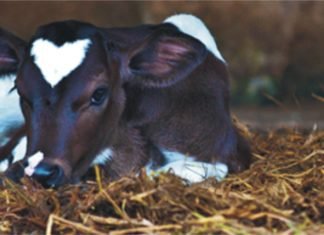 Importance of early calf nutrition on its health, production and reproduction