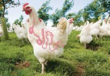 Impact of Mycotoxins on Poultry Gut