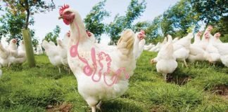 Impact of Mycotoxins on Poultry Gut