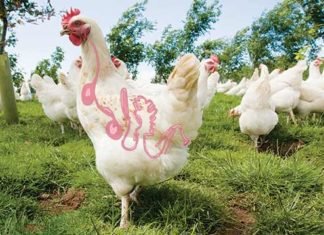 Impact of Mycotoxins on Poultry Gut