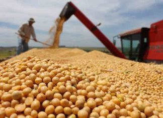 Argentina to buy US soybeans