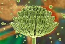 Feed Mycotoxin Binders Market to witness commendable progressions in coming years