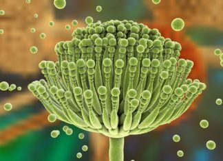 Feed Mycotoxin Binders Market to witness commendable progressions in coming years