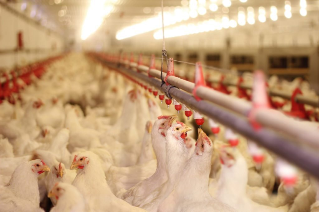 Poultry Element ROLE OF CHROMIUM IN POULTRY HEALTH AND NUTRITION - Benison Media