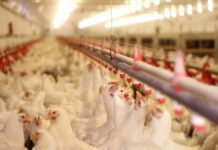 ROLE OF CHROMIUM IN POULTRY HEALTH AND NUTRITION