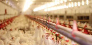 ROLE OF CHROMIUM IN POULTRY HEALTH AND NUTRITION