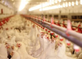 ROLE OF CHROMIUM IN POULTRY HEALTH AND NUTRITION