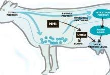 Practical Amino Acid Balancing in Lactating Cattle & Buffaloes