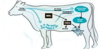 Practical Amino Acid Balancing in Lactating Cattle & Buffaloes