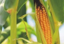 China GMO crop panel meeting raises approval hopes