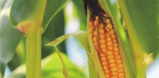 China GMO crop panel meeting raises approval hopes