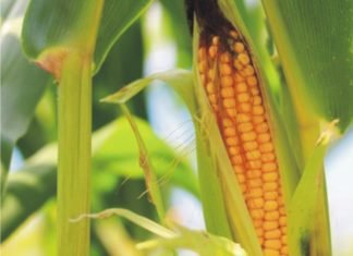 China GMO crop panel meeting raises approval hopes