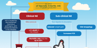 Controlling enteric challenges in broilers: Feed additive combinations can support growth performance and health comparable to in-feed AGP