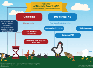 Controlling enteric challenges in broilers: Feed additive combinations can support growth performance and health comparable to in-feed AGP