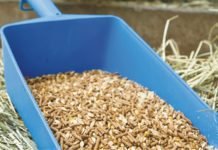 Effects of Iodine on Livestock