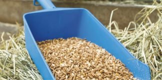 Effects of Iodine on Livestock