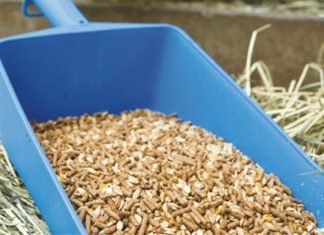 Effects of Iodine on Livestock