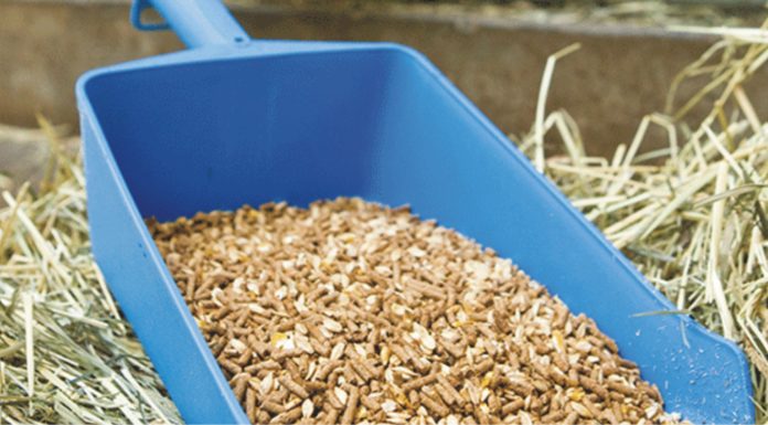 Effects of Iodine on Livestock