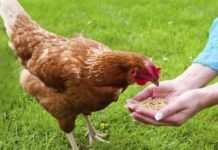 ROLE OF ZINC IN POULTRY NUTRITION AND FEEDING